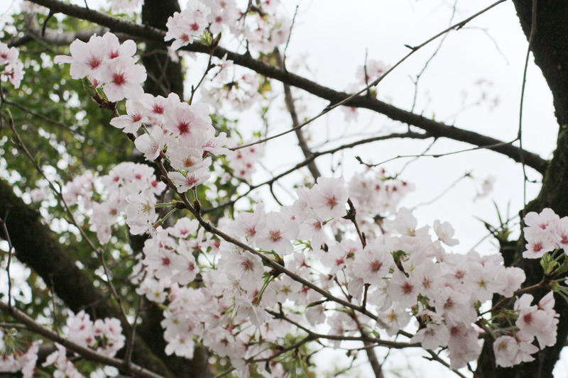 始業式_桜